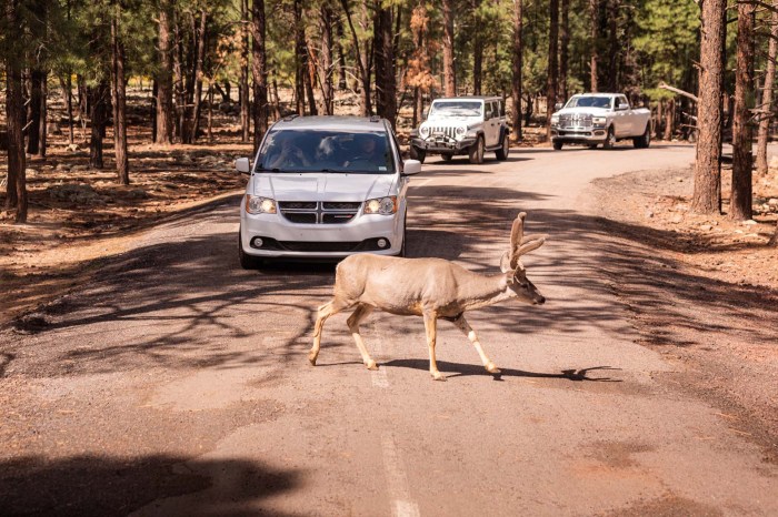 Bearizona wild animal park tripstodiscover arizona drive through credit